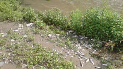 Водата в язовира край с.Жeгларци, натровена с токсично вещество ...