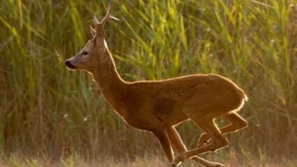 42-годишен мъж от село Храбрино, община Родопи, област Пловдив е