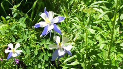 Дворни места село Любенец гр. Нова Загора, Област Сливен ...