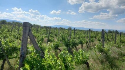 Продажба Земеделска земя гр. Кюстендил - с. Берсин 73000m² с ...