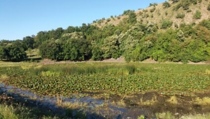 Езерото с водни лилии край с. Летовник - Ахрида - Дестинация Родопи