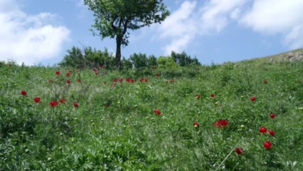 Пролетен пейзаж в село Горно Къпиново, община Кирково, област ...