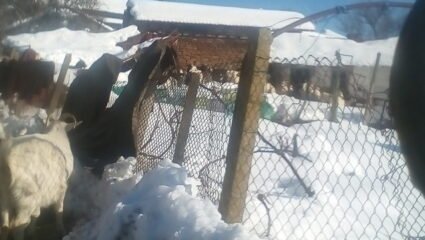 С.Голец област Ловеч община Угърчин Ферма от 80 кози и 20 пърча ...