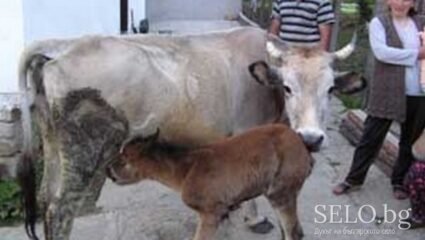 село Блатска Област Благоевград, Община Хаджидимово | Selo.BG