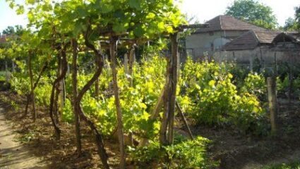 Евтина селска къща за продажба в село Бяла вода, община Белене ...