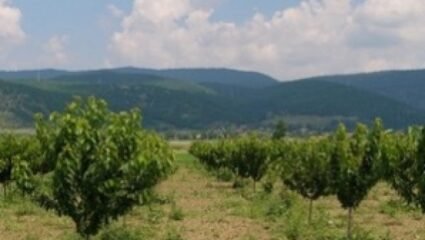 Община Кюстендил продава земеделски имоти за овощни градини ...