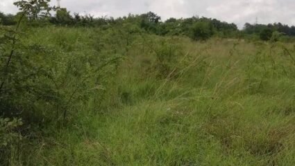 Парцел, с. Момин сбор, община Велико Търново Продажба 5500 кв.м Не ...