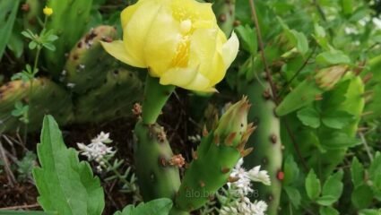 Парцел, с. Пушево, община Велико Търново Продажба 6999 кв.м Не е в ...