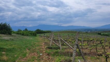 об.3622 - Продажба на лозов масив от 35 декара в землището на с ...