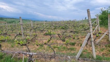 об.3622 - Продажба на лозов масив от 35 декара в землището на с ...