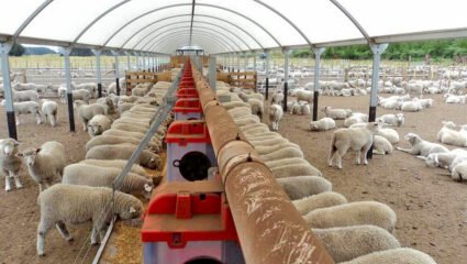 Овцеферма ще изгради инвеститор в село край Тервел - Про Нюз Добрич