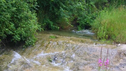 Община Долни чифлик в цвят (втора част) - Унимедия