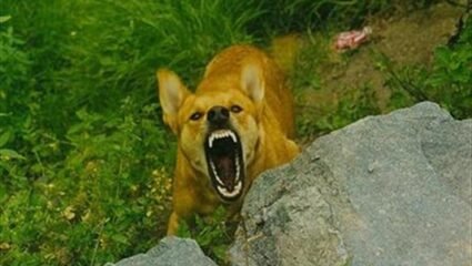 Куче уби петгодишно дете