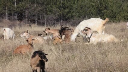 Умъртвяват 2000 овце и кози в три нови огнища на чума по дребните ...