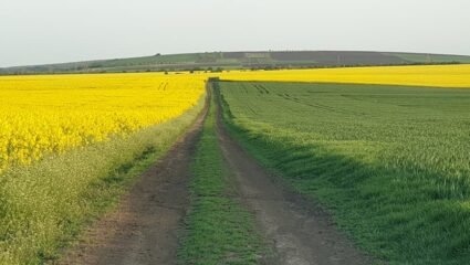 Сафари-М ЕООД купува, арендува и наема земеделска земя в землището ...