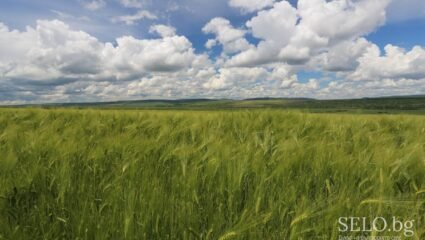 село Медовина Област Търговище, Община Попово | Selo.BG