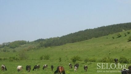 село Богомилци Област Разград, Община Самуил | Selo.BG