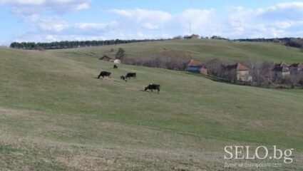 село Добролево Област Враца, Община Борован | Selo.BG