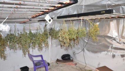 Домашна наркооранжерия е разкрита при спецоперация в брезнишкото ...