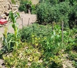 Къща във село Орлов дол, област хасково, община Тополовград ...