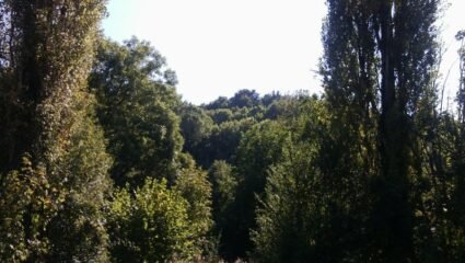 Широколистна гора за продажба в село Стефаново община Ловеч