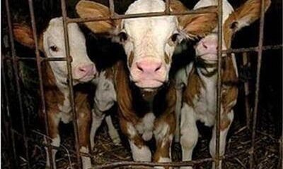 Откриха огнище на антракс в село Еленово - Труд