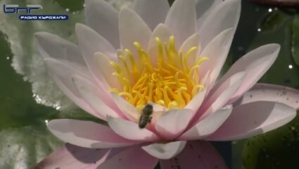 Естествено находище на водни лилии в село Летовник община ...