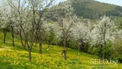 село Буйновци Област Велико Търново, Община Елена | Selo.BG