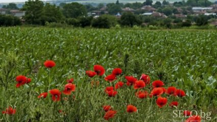 село Острово Област Разград, Община Завет | Selo.BG