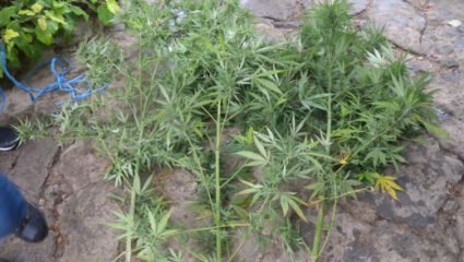 Полицаи се хванаха за главата от тази находка в село Сноп СНИМКИ