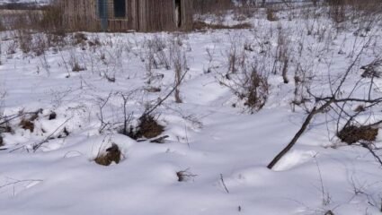 Продава ПАРЦЕЛ, с. Козлодуйци, област Добрич в Парцели в с ...