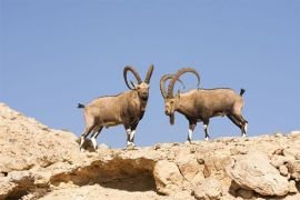 Bezoar ibex hunting in Bulgaria | Hunting area Bulgaria | Bulgaria ...