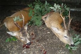 Roe deer hunting in Bulgaria | Hunting area Bulgaria | Bulgaria ...