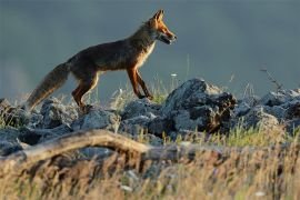 Fox hunting in Bulgaria | Hunting area Бела 3965 | Bulgaria ...