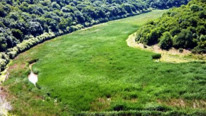На софра с веселба - Sabori.bg